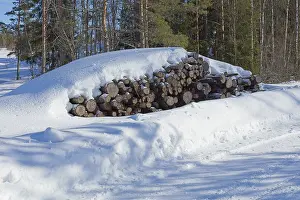 Pile of logs in forest in winter with snow covering the ground