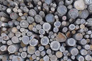 Pile of logs in forest in winter, Vihti, Finland