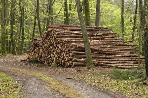 Pile of logs at road in beech forest in Ystad municipality