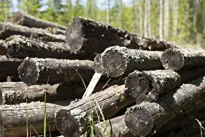 Pile of old mouldering sawn trees lost in the forest on a summer day close up view