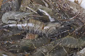 A pile of raw grey shrimp with visible stripes