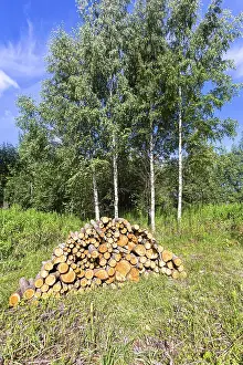 Pile of raw wood logs at the forest in summertime against the birch trees