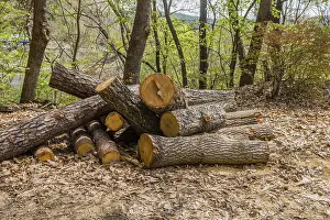 Pile of sawed logs surrounded by leaf litter in a wooded area