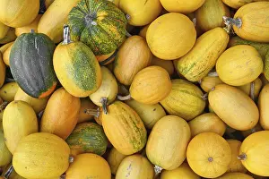 Pile with Spaghetti squash with yellow skin