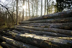 A pile of tree trunks in the forest at sunset