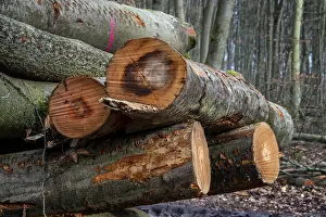 Pile of wood in the forest, Berlin suburbs