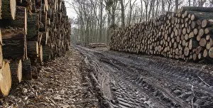 Category Forests Prints: Pile of wood in the forest, Berlin suburbs