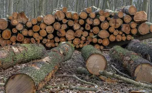 Pile of wood in the forest, Berlin suburbs