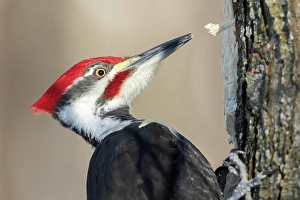Pileated woodpecker (Dryocopus pileatus)