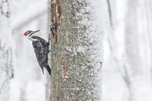 Pileated woodpecker (Dryocopus pileatus)