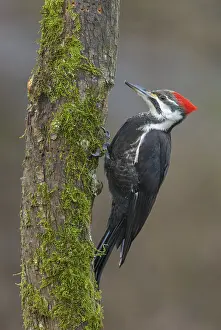Pileated Woodpecker (Dryocopus pileatus)