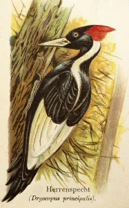 Pileated woodpecker (Dryocopus principalis) or ivory-billed woodpecker (Campephilus principalis)
