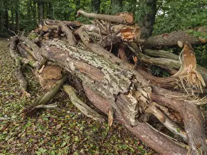 Piled tree trunks and branches in a wooded area