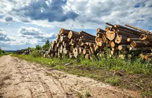Piles of timber along the forest road in summertime