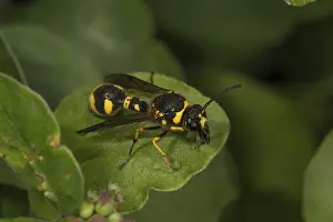 Pill wasp (Eumenes pomiformis) on a leaf