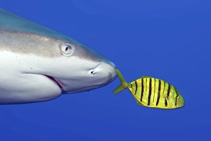 Pilot fish, Black golden pilot mackerel (Gnathanodon speciosus)