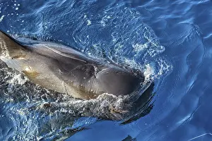 Pilot whale (Globicephala), swimming on the surface