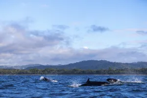 Pilot whales (Globicephala), Osa Peninsula