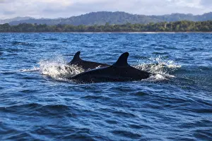 Pilot whales (Globicephala), Osa Peninsula