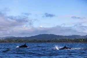 Pilot whales (Globicephala), Osa Peninsula