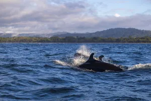 Pilot whales (Globicephala), Osa Peninsula