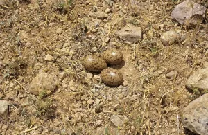 Pin-tailed sandgrouse (Pterocles alchata)