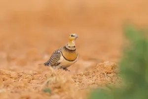 Pin-tailed Sandgrouse (Pterocles alchata) on a farmers field