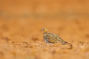 Pin-tailed Sandgrouse (Pterocles alchata) on a farmers field