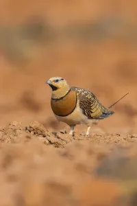 Pin-tailed Sandgrouse (Pterocles alchata) on a farmers field