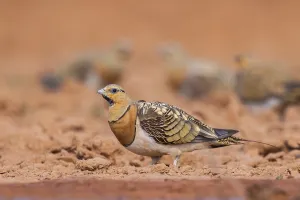 Pin-tailed Sandgrouse (Pterocles alchata) on a farmers field