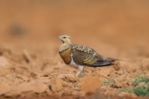 Pin-tailed Sandgrouse (Pterocles alchata) on a farmers field