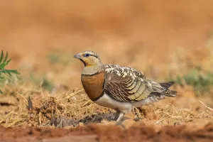 Pin-tailed Sandgrouse (Pterocles alchata) on a farmers field
