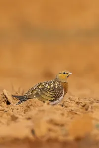 Pin-tailed Sandgrouse (Pterocles alchata) on a farmers field