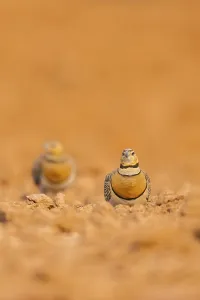 Pin-tailed Sandgrouse (Pterocles alchata) on a farmers field