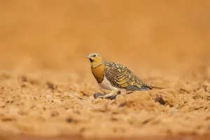 Pin-tailed Sandgrouse (Pterocles alchata) on a farmers field