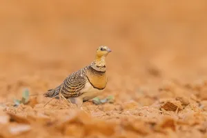 Pin-tailed Sandgrouse (Pterocles alchata) on a farmers field
