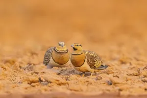 Pin-tailed Sandgrouse (Pterocles alchata) on a farmers field