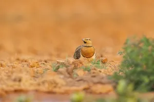 Pin-tailed Sandgrouse (Pterocles alchata) on a farmers field