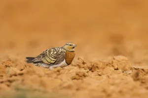 Pin-tailed Sandgrouse (Pterocles alchata) on a farmers field