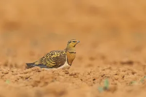 Pin-tailed Sandgrouse (Pterocles alchata) on a farmers field