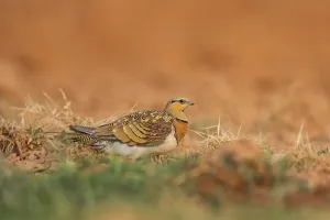 Pin-tailed Sandgrouse (Pterocles alchata) on a farmers field
