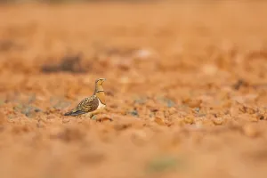 Pin-tailed Sandgrouse (Pterocles alchata) on a farmers field