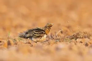 Pin-tailed Sandgrouse (Pterocles alchata) on a farmers field