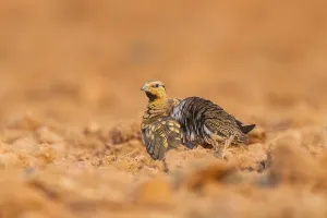 Pin-tailed Sandgrouse (Pterocles alchata) on a farmers field
