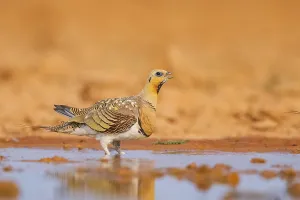 Pin-tailed Sandgrouse (Pterocles alchata) on a farmers field drinking at a water pool