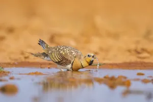 Pin-tailed Sandgrouse (Pterocles alchata) on a farmers field drinking at a water pool