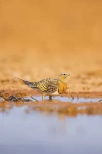 Pin-tailed Sandgrouse (Pterocles alchata) on a farmers field drinking at a water pool