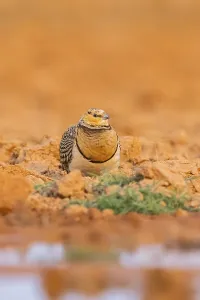 Pin-tailed Sandgrouse (Pterocles alchata) on a farmers field at a water pool