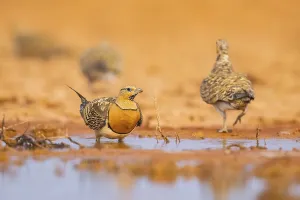 Pin-tailed Sandgrouse (Pterocles alchata) on a farmers field at a water pool