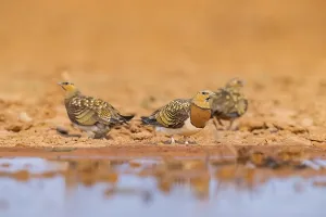 Pin-tailed Sandgrouse (Pterocles alchata) on a farmers field at a water pool